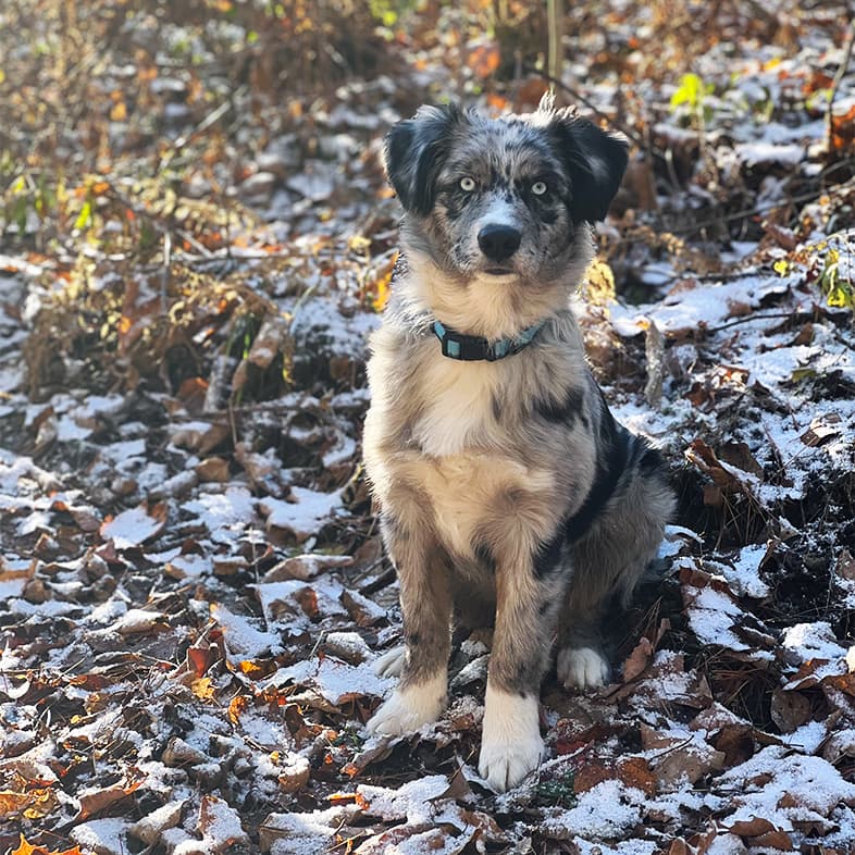 An Australian shepherd puppy wearing a blue and black collar sitting in snow-covered leaves in a forest.