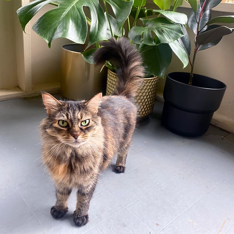 A black and tan striped cat standing in front of three separate large leaf potted plants.