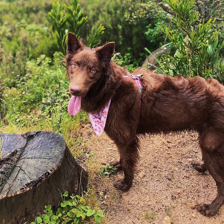 A brown dog wearing a pink bandana standing with its tongue out on a dirt path with a lush green landscape of trees and hills in the background.