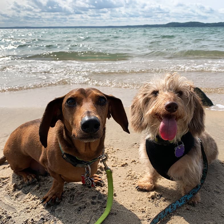 A brown short-haired dachshund sitting on the beach next to a blond long-haired dachshund with ocean waves in the background.