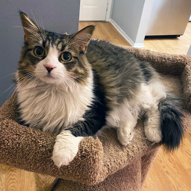 A close-up of a black, tan and white long-haired cat lying on a brown, plush cat tree bed.
