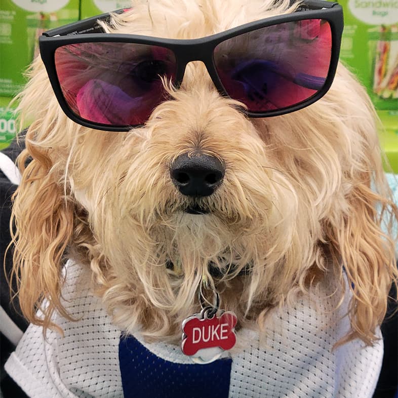 A close-up of a blond, long-haired dog wearing a blue and white sports jersey and big pink sunglasses.