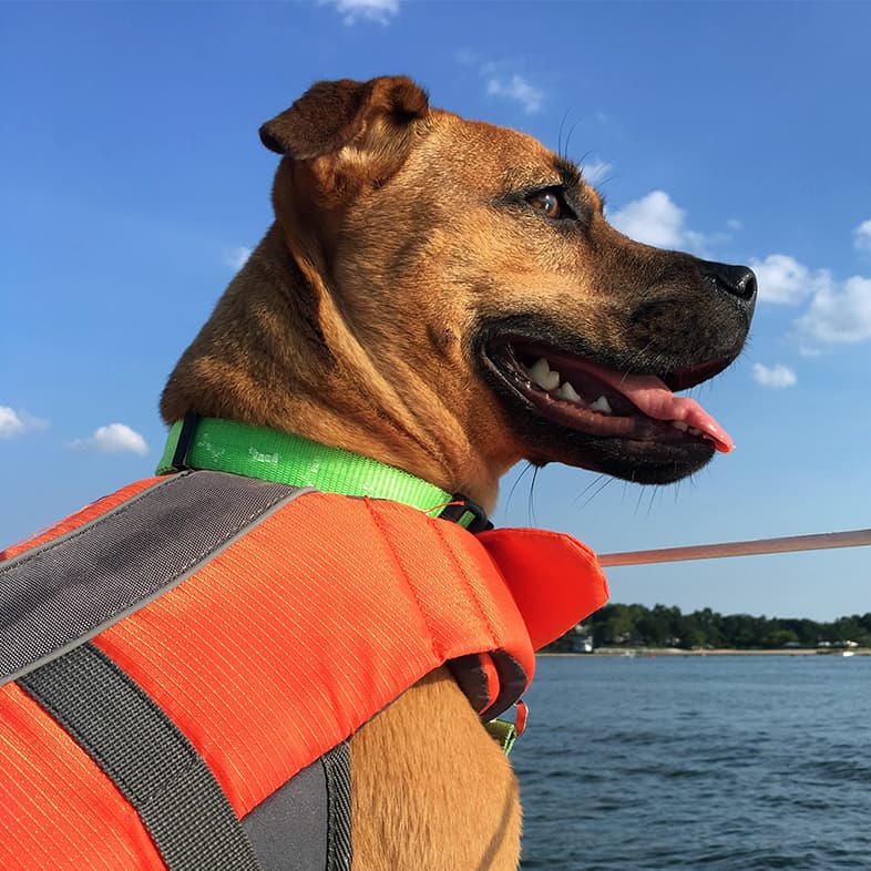 A close-up of a brown dog wearing a bright green collar and orange life vest while standing on the edge of a boat overlooking a large body of water.