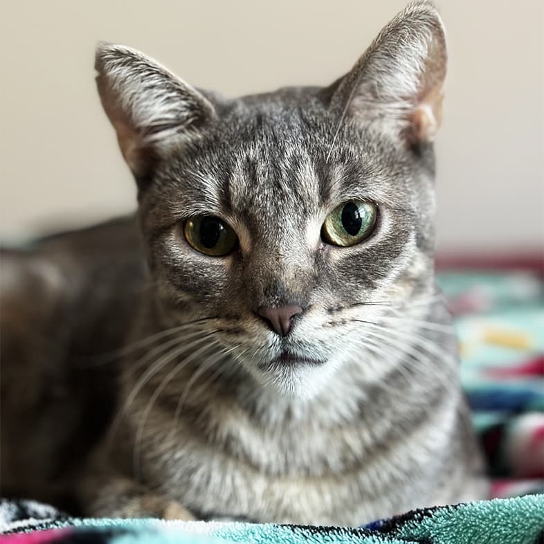 A close-up of a gray and white striped domestic shorthair cat lying on a colorful blanket.