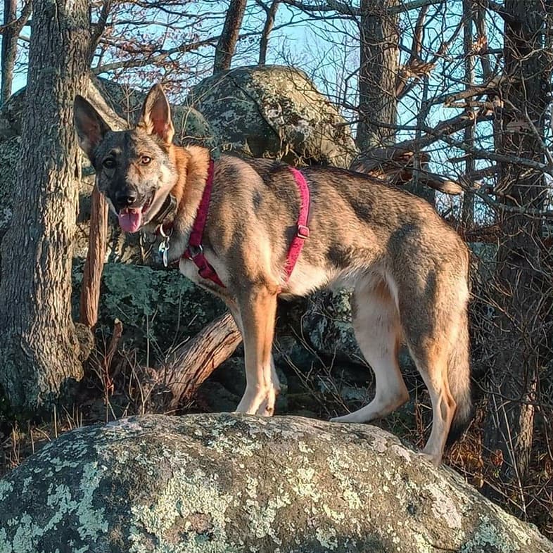 A German shepherd dog wearing a pink harness while standing on a large boulder outside in the woods.