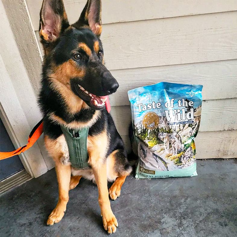 A German shepherd sitting with its tongue out on a front porch next to a bag of Ancient Stream Canine Recipe.