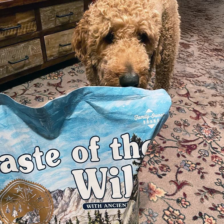 A goldendoodle standing on floral carpet next to a bag of Ancient Stream Canine Recipe with Smoke-Flavored Salmon.