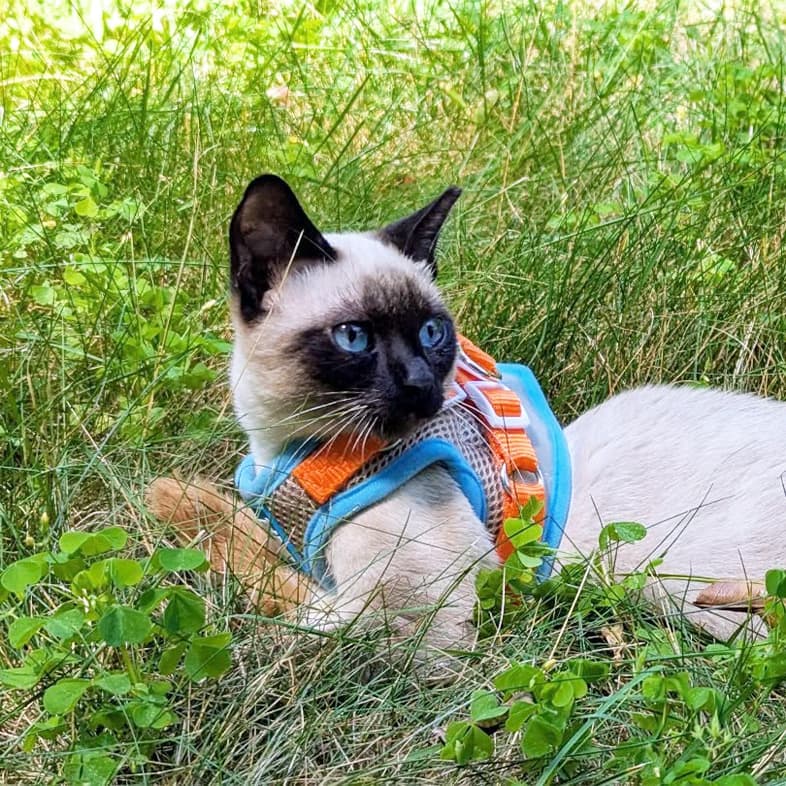 A Siamese cat wearing an orange and blue harness lying outside in tall green grass.