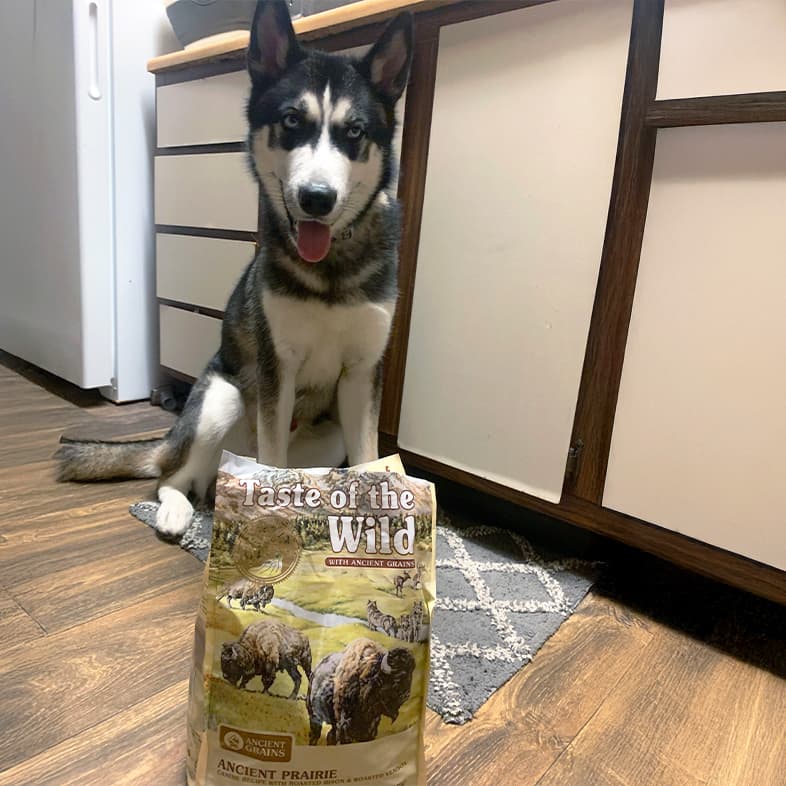 A Siberian husky sitting on a kitchen floor behind a bag of Ancient Prairie Canine Recipe with Roasted Bison & Roasted Venison.