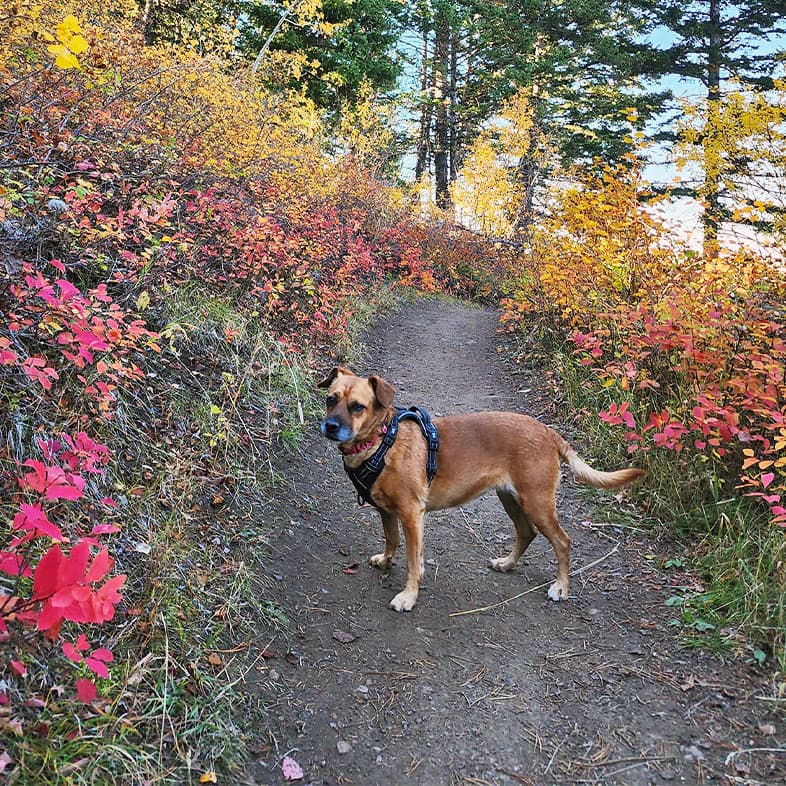 A tan dog wearing a black harness while standing on a dirt path surrounded by vibrant fall foliage in shades of red, orange and yellow.