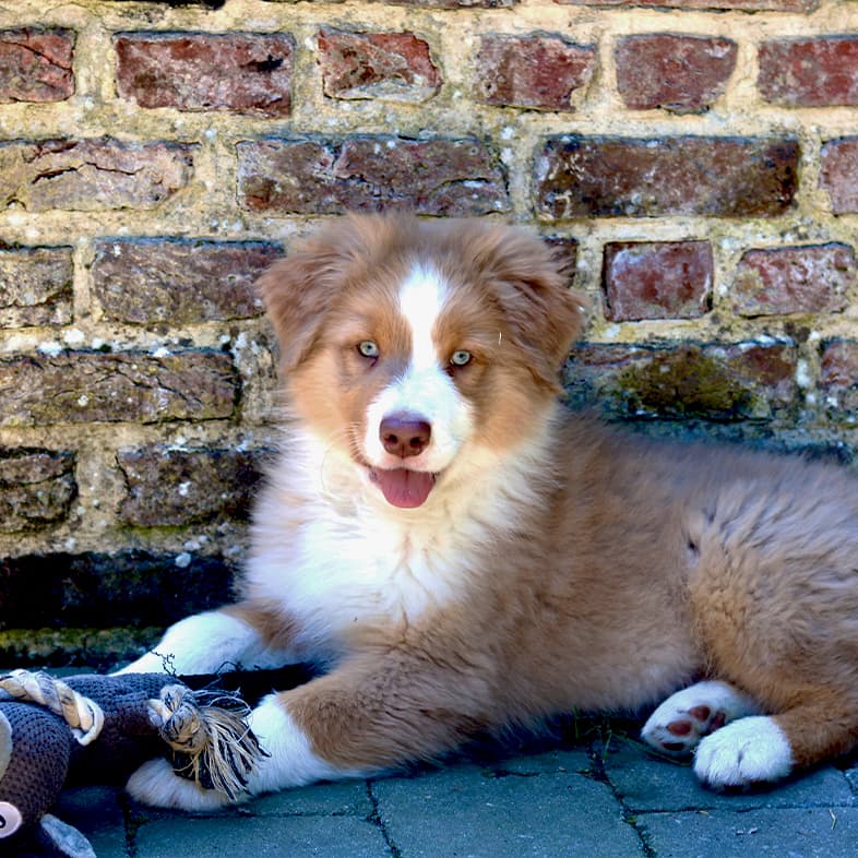 A tan and white Australian shepherd puppy lying outside with a dog toy between its two front paws.