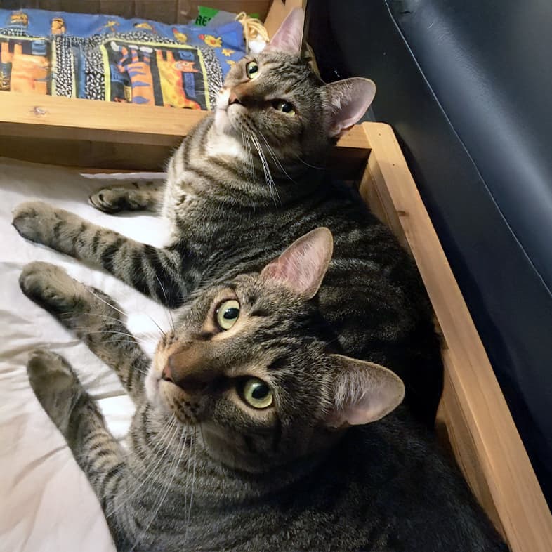 Two brown tabby cats lying on a white pillow and looking up.