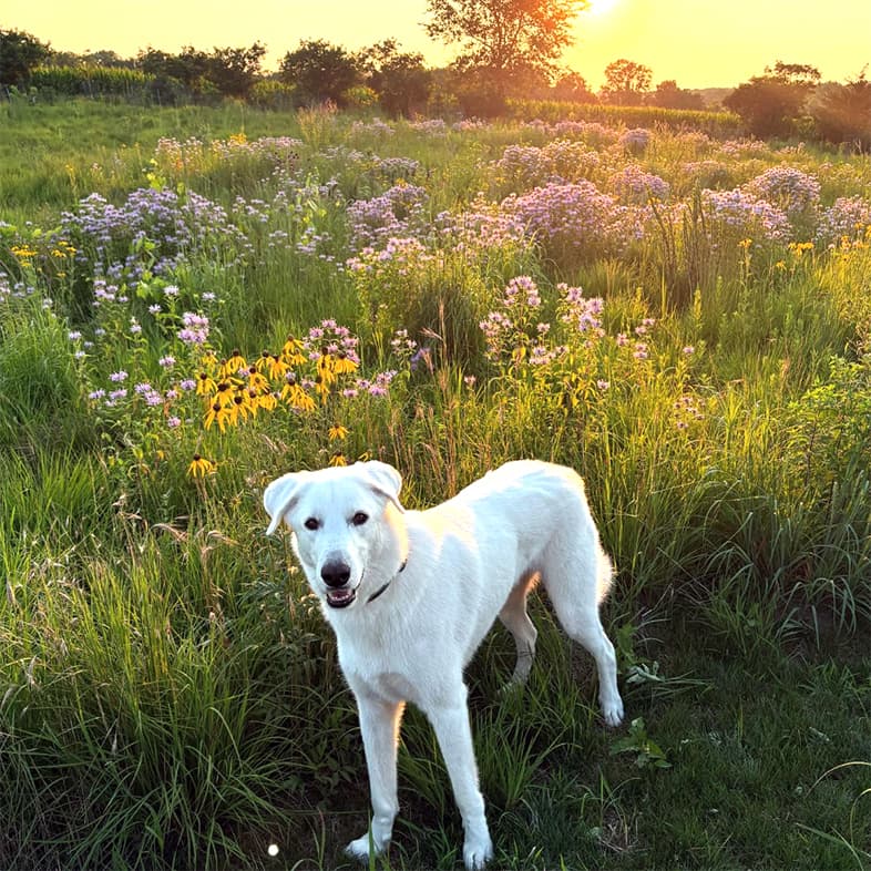 A white dog wearing a black collar standing in a field of tall grass and flowers with the sun setting in the background.