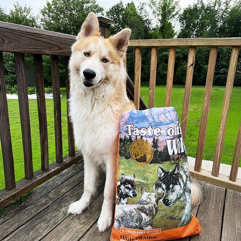 A white and tan dog sitting on a wooden deck outside next to a bag of High Prairie Puppy Recipe with Roasted Bison & Roasted Venison.