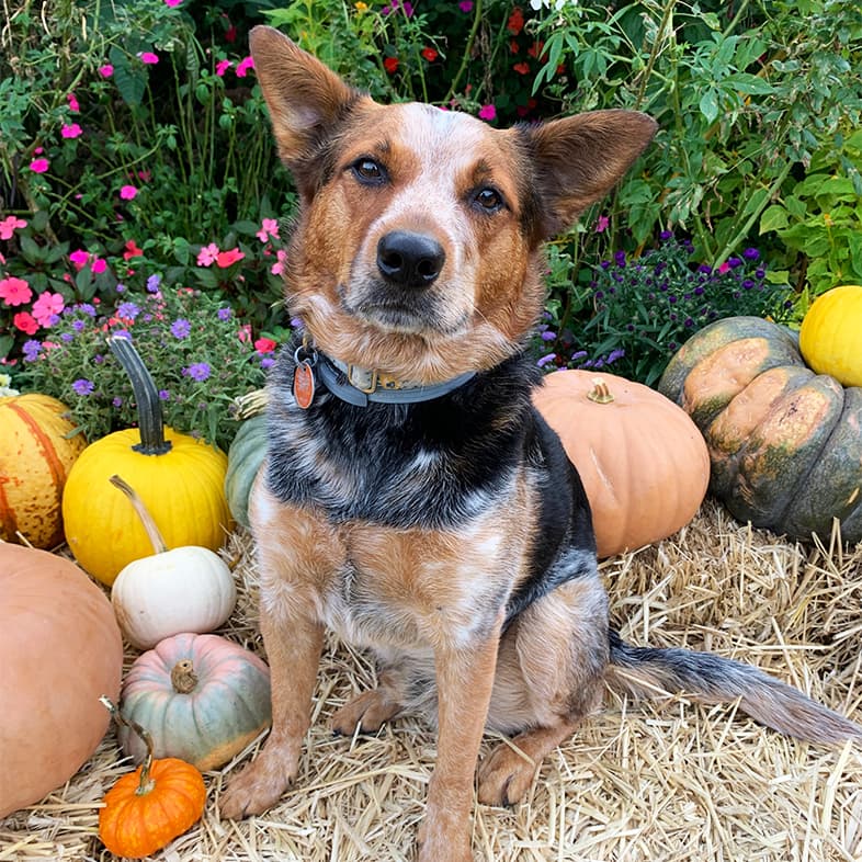 A brown, black and white Australian cattle dog sitting on a bale of hay, surrounded by a variety of pumpkins and gourds.