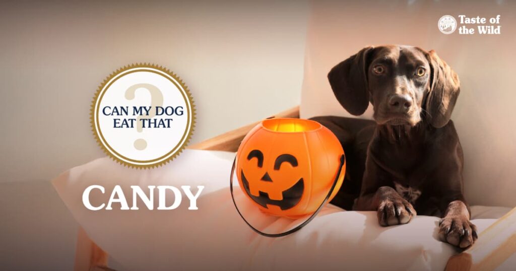 A brown dog sitting in a chair next to an orange plastic pumpkin bucket.