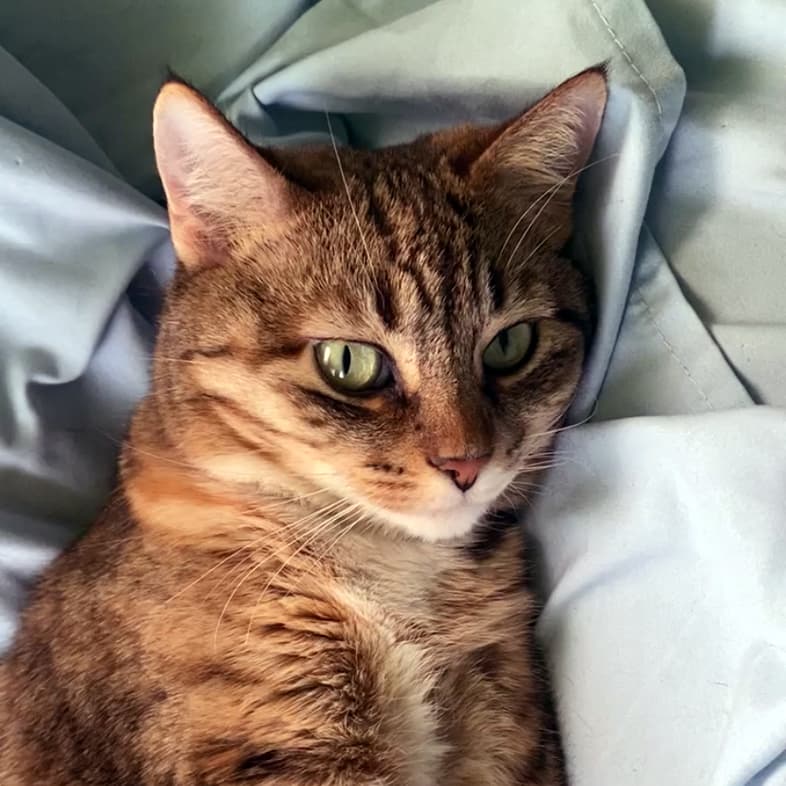 A close-up of a brown domestic shorthair cat with black stripes lying comfortably on soft bed sheets.