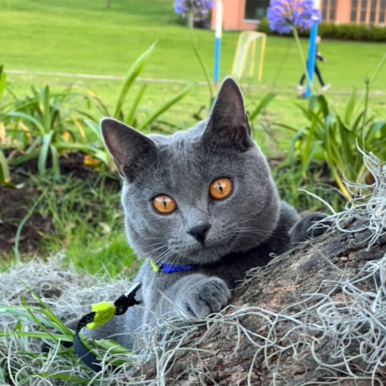 A close-up of a gray cat with yellow eyes wearing a collar and leash while lying on a log outside.