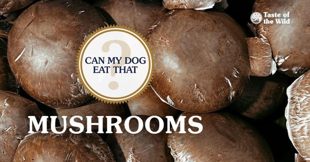 A close-up of several portobello mushrooms showing their dark brown color and textured surface.