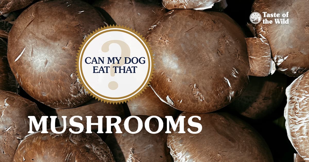 A close-up of several portobello mushrooms showing their dark brown color and textured surface.