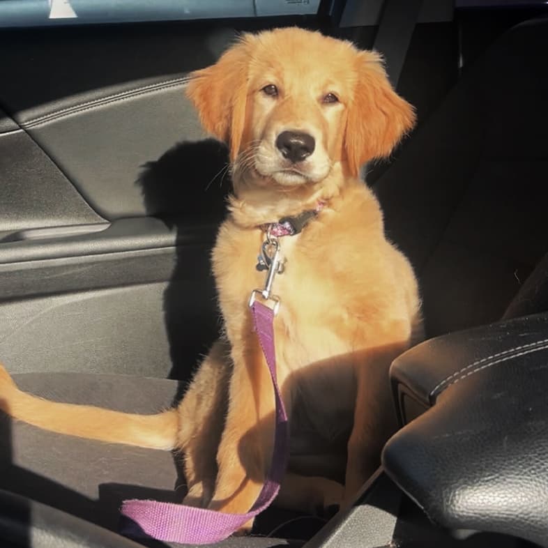 A golden retriever puppy wearing a pink collar and leash, sitting in the front seat of a car.