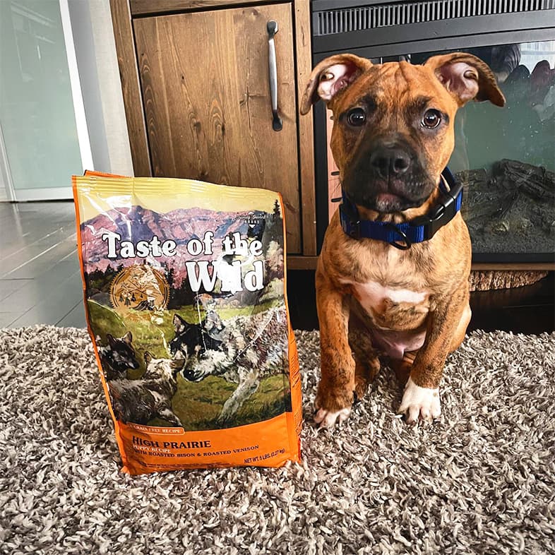 A small brown, black and white puppy sitting on the floor next to a bag of High Prairie Puppy Recipe with Roasted Bison & Roasted Venison.