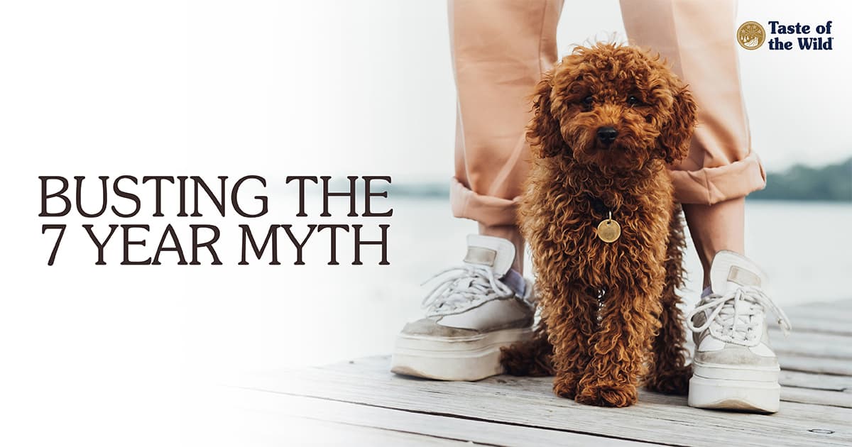 A small brown dog sits on a wooden dock in front of a person wearing white platform sneakers.