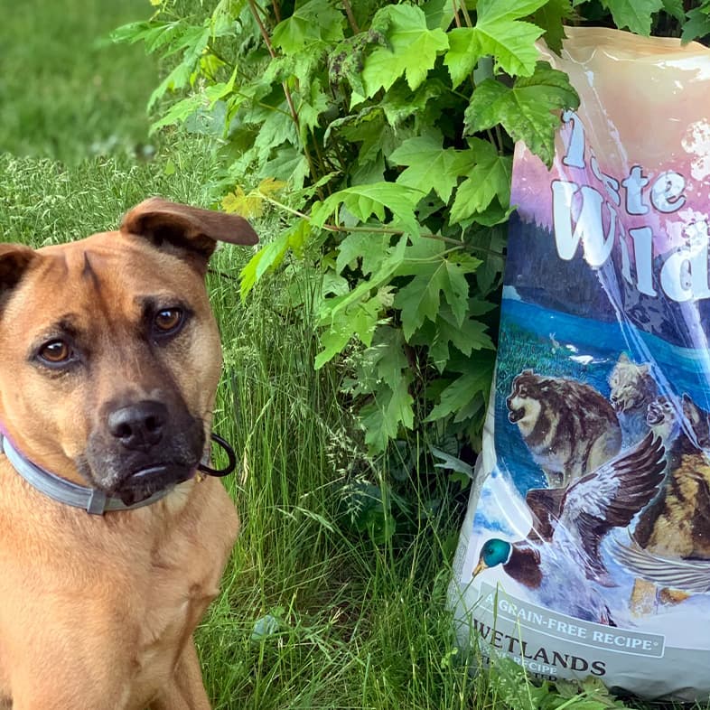 A tan dog wearing a silver collar sitting outside in green grass next to a bag of Wetlands Canine Recipe with Roasted Fowl.