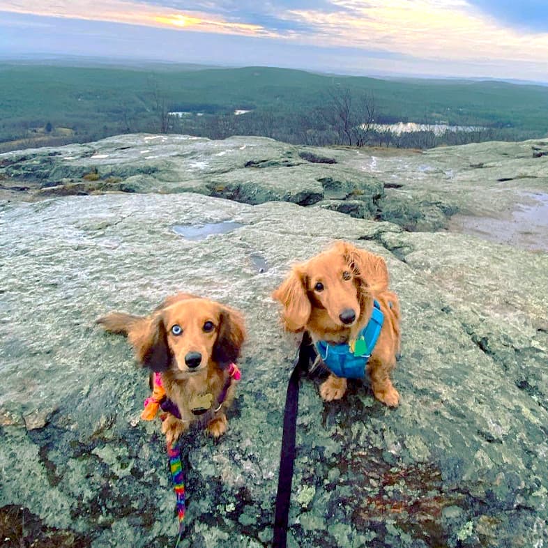 Two light brown dachshund dogs sitting side by side on a large rock at sunset with rolling hills of trees in the background.