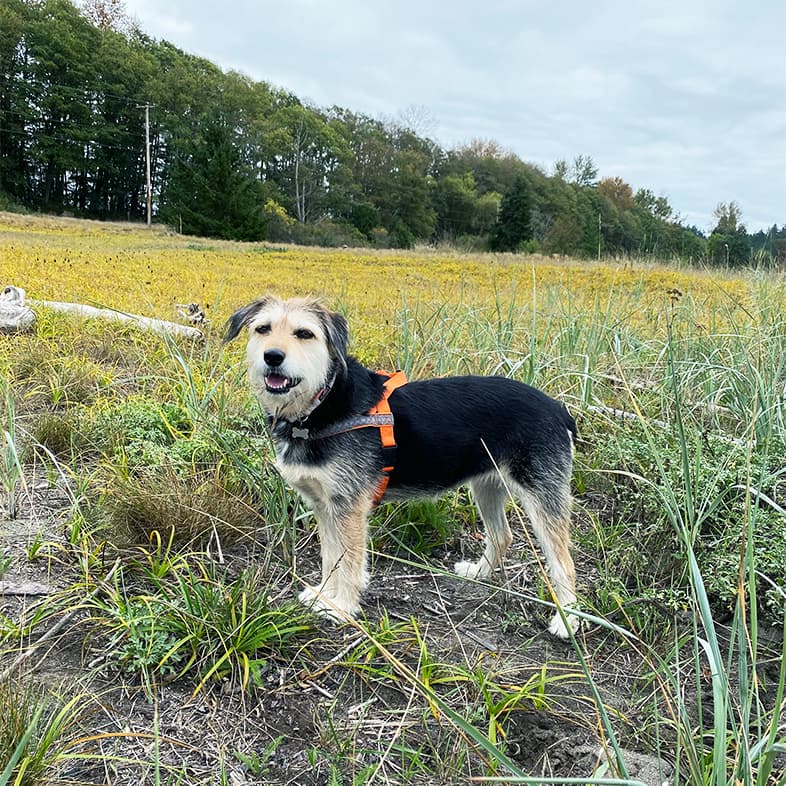 A black and tan dog wearing an orange harness while standing in tall grass near a wooded area.