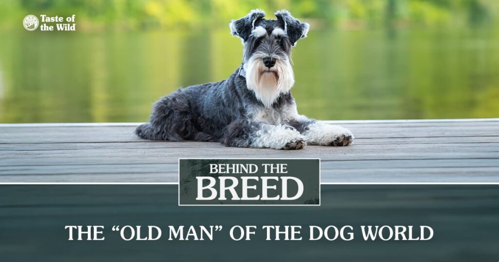 A close-up of a black, gray and white miniature schnauzer lying on a wooden dock near water.