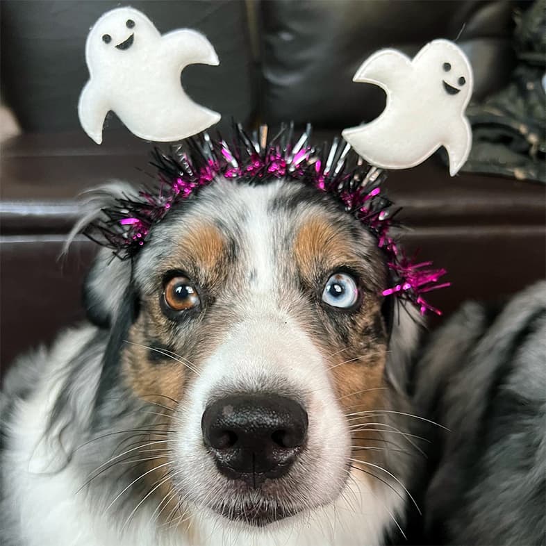A close-up of a black, white and brown Australian shepherd dog wearing a decorative headband with ghosts on top.