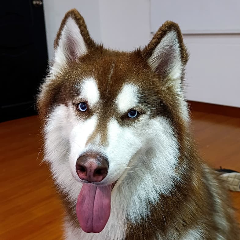 A close-up of a brown and white Siberian husky dog smiling with its tongue out.