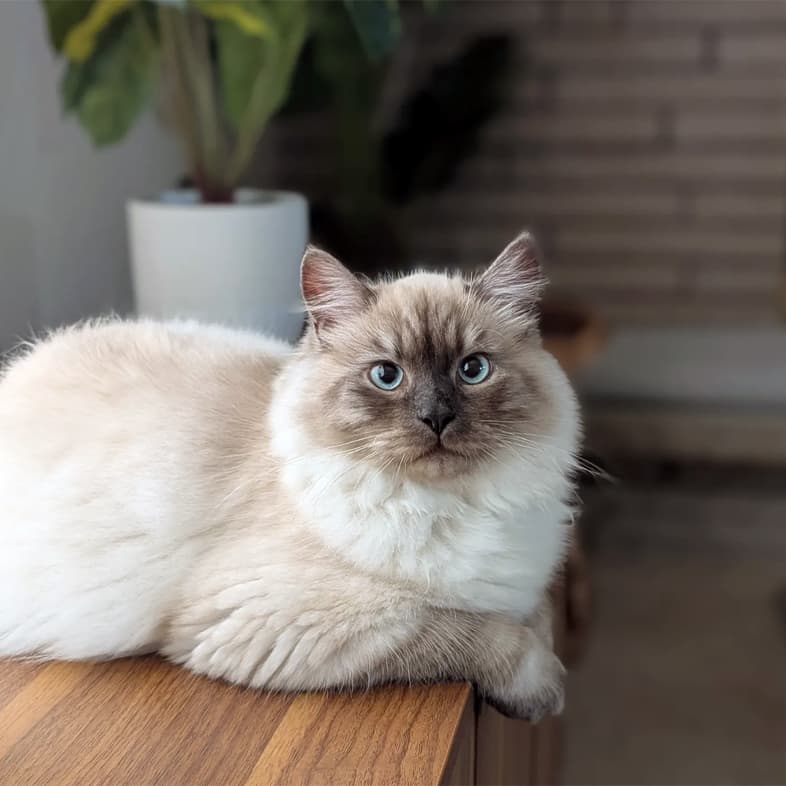 A fluffy light-colored cat with blue eyes lying on a wooden dresser.