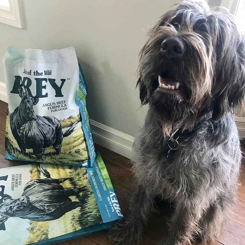 A gray wirehaired pointing griffon dog standing on a wooden floor next to a bag of Prey Angus Beef Limited Ingredient Recipe for Dogs.