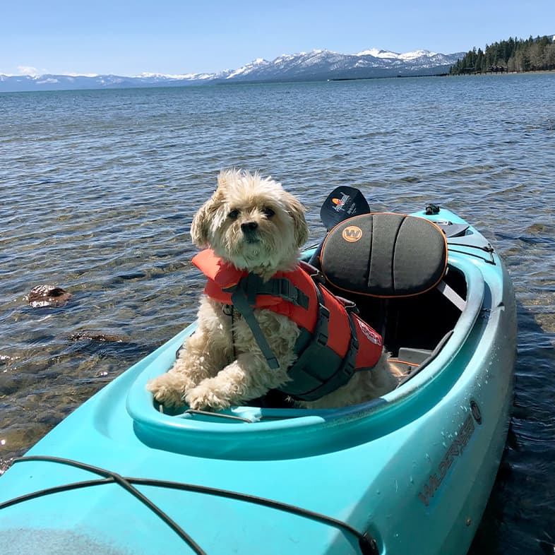 A tan long-haired dog wearing a bright orange life vest while sitting in a light blue kayak in shallow water.