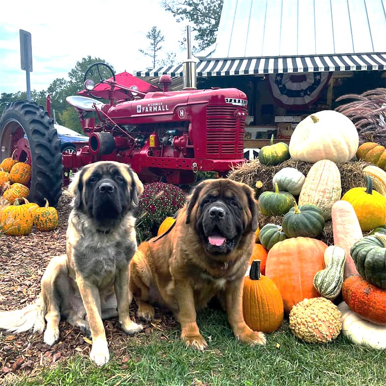 Two large brown dogs sitting in front of a harvest display with pumpkins, gourds and a vintage red tractor in the background.
