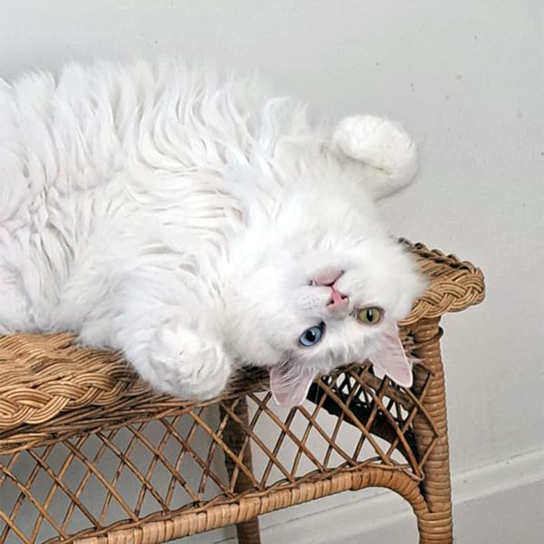 A white long-haired cat lying playfully upside down on a wicker bench.