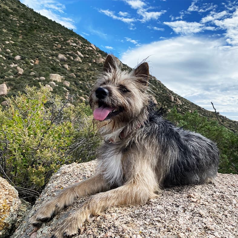 A black and tan berger picard dog lying on a rock face with large rolling hills in the background.