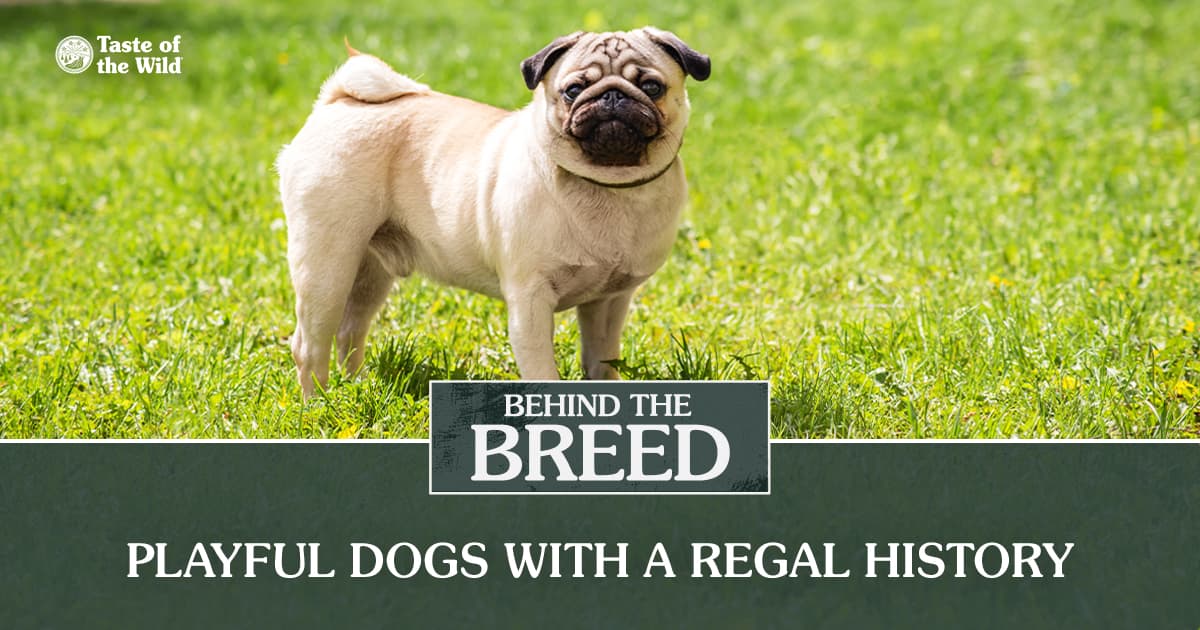 A close-up of a black and tan pug dog standing out in the sun in green grass.