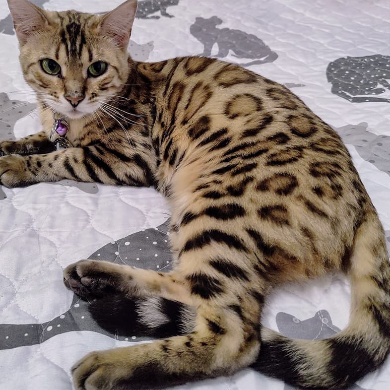 A close-up of a black and tan spotted Bengal cat with green eyes lying on a white quilted blanket.