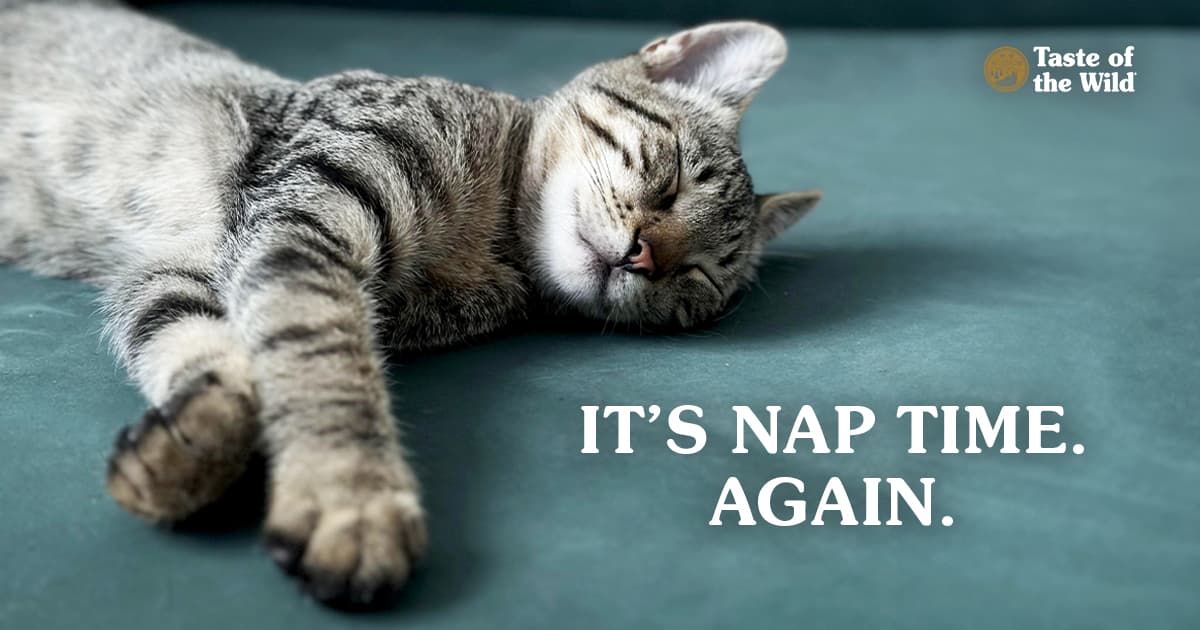 A close-up of a black and tan striped cat sleeping on its side.