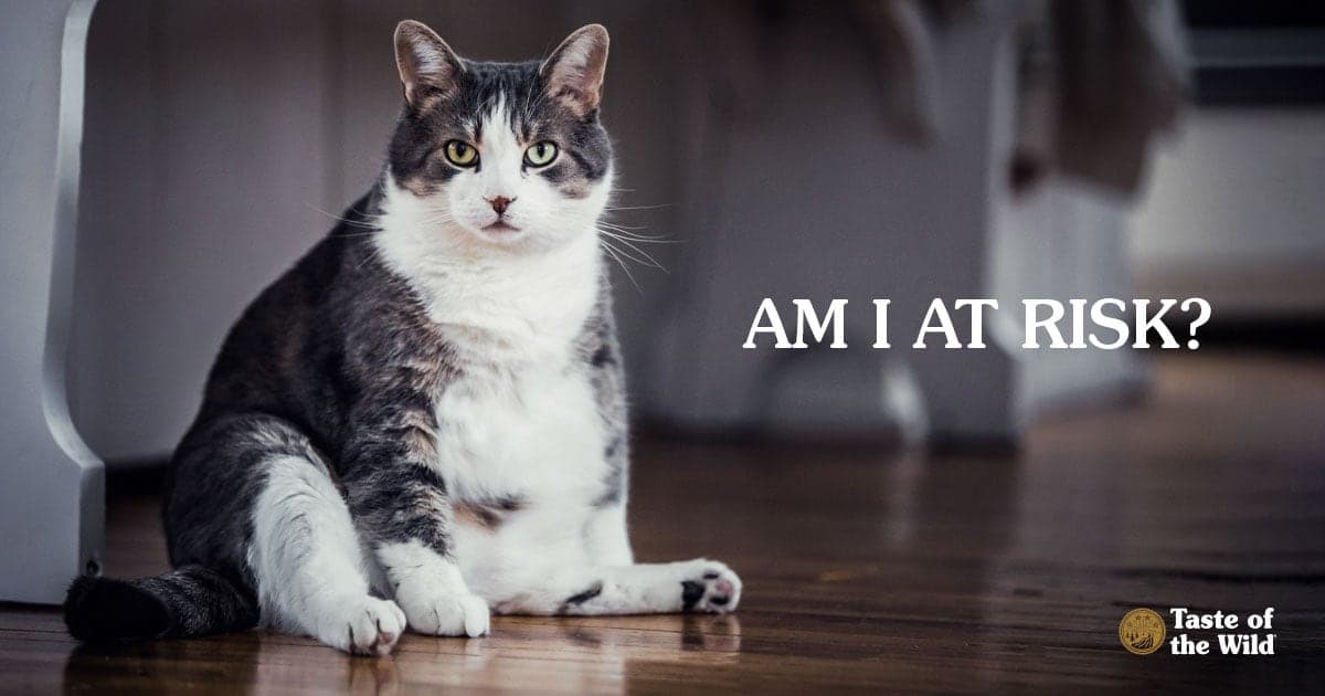 A close-up of an overweight gray and white cat sitting on a kitchen floor.