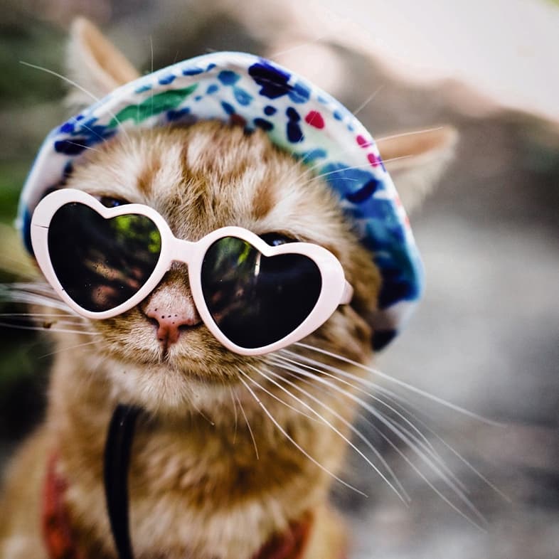 A close-up of an orange and white cat wearing pink heart-shaped sunglasses and a colorful bandana over its head while sitting outside in the sun.