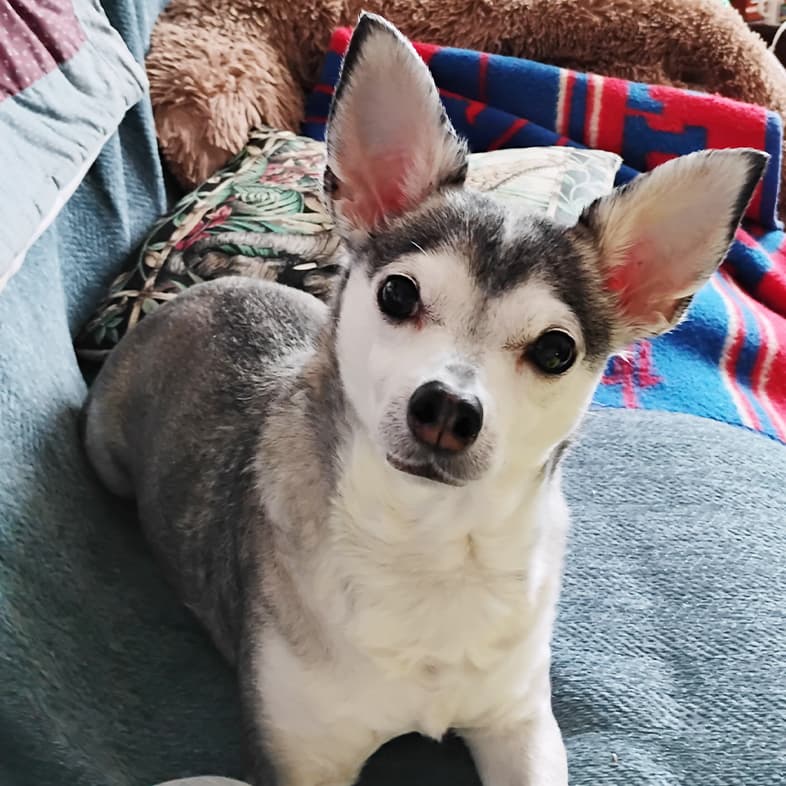 A close-up of a small gray and white dog lying on a couch with a curious expression on its face.