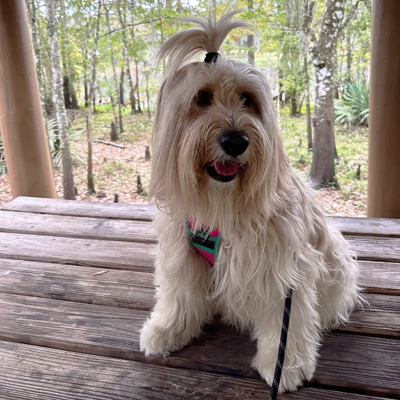 A close-up of a small, white, long-haired dog wearing a pink harness while sitting on a wooden picnic table with trees in the background.