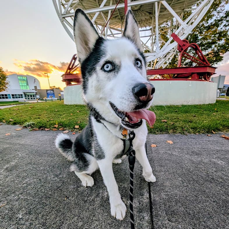 A close-up of a white and black Siberian husky dog on a leash sitting on a cement path with an observatory in the ackground.