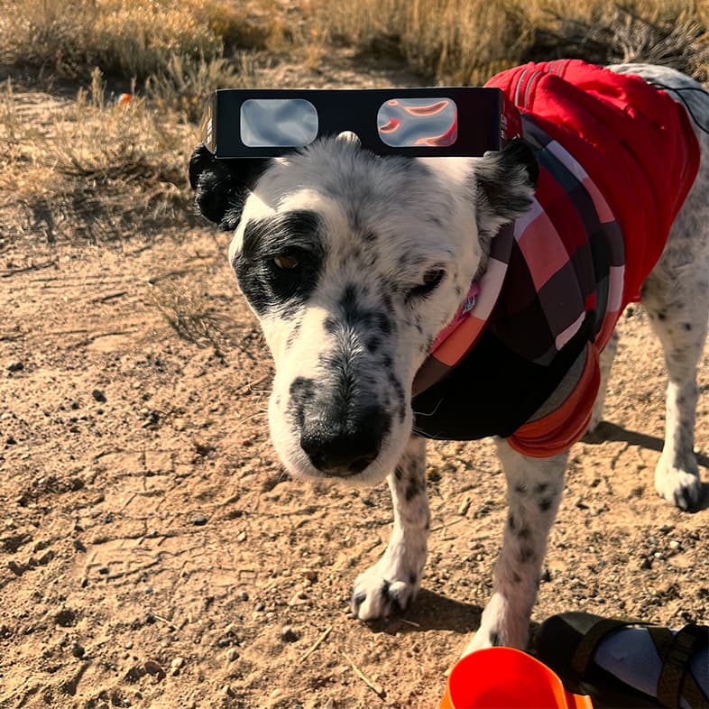 A close-up of a white and black spotted dog standing outside in the sun wearing a red flannel jacket and a pair of solar eclipse glasses on top of its head.