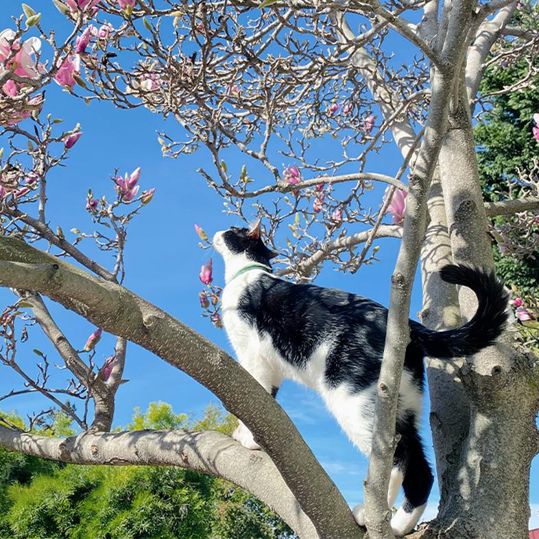 A black and white tuxedo cat climbing a magnolia tree with pink blossoms against a bright blue sky.