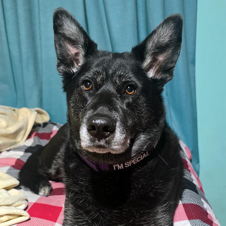 A close-up of a black and gray dog lying on a red flannel blanket wearing a collar that reads, 'I'm special'.